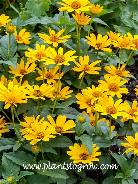 nice compact plants, loaded with flowers